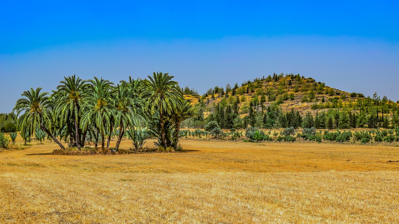 landscape  nature  trees free photo