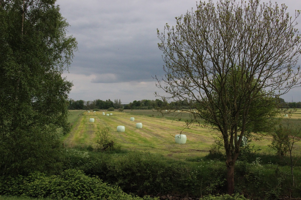 landscape hay bales nature free photo