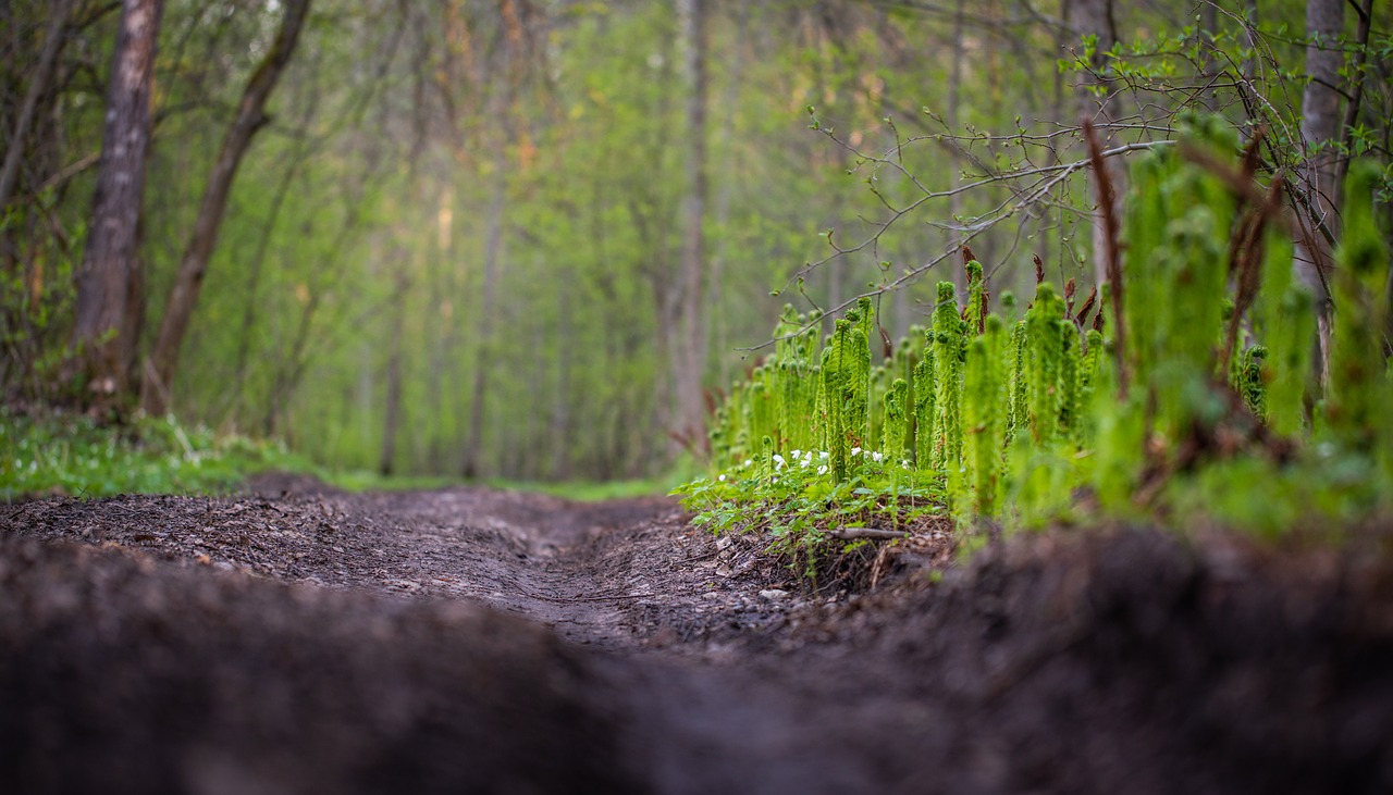 landscape  fern  road free photo