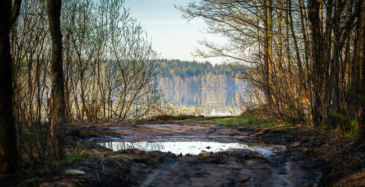 landscape  puddle  forest free photo