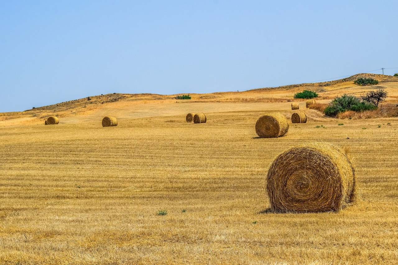 landscape  dry  sky free photo