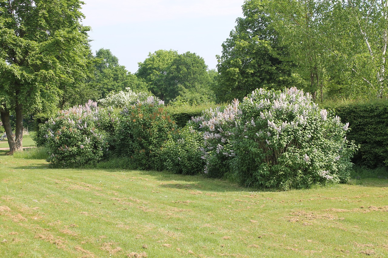 landscape  meadow free pictures free photo