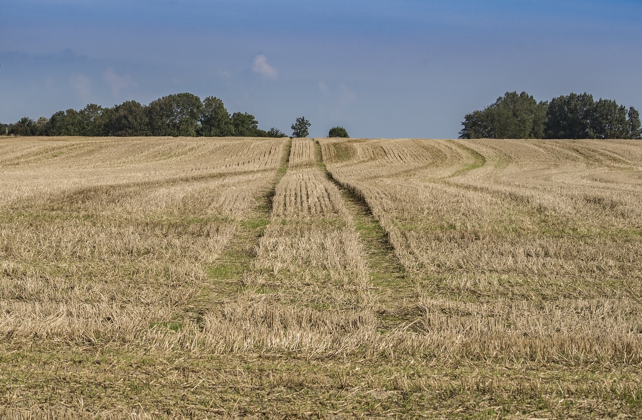 landscape  field  summer free photo