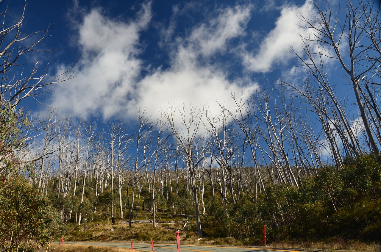 landscape  tree  nature free photo