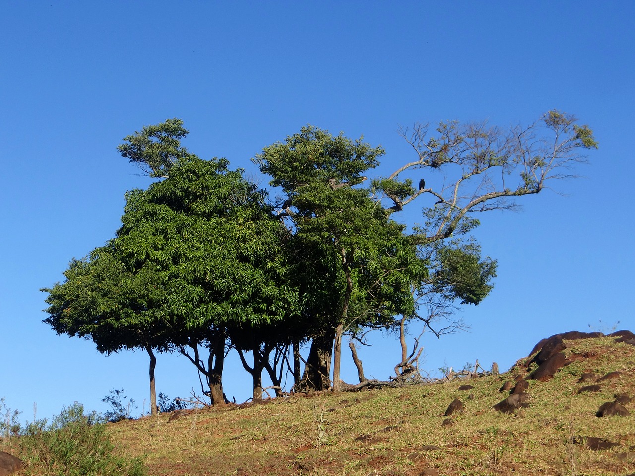 landscape  tree  vulture free photo