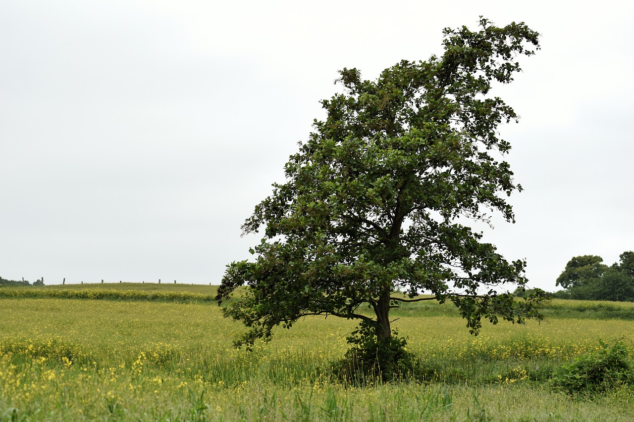 landscape  tree  spring free photo