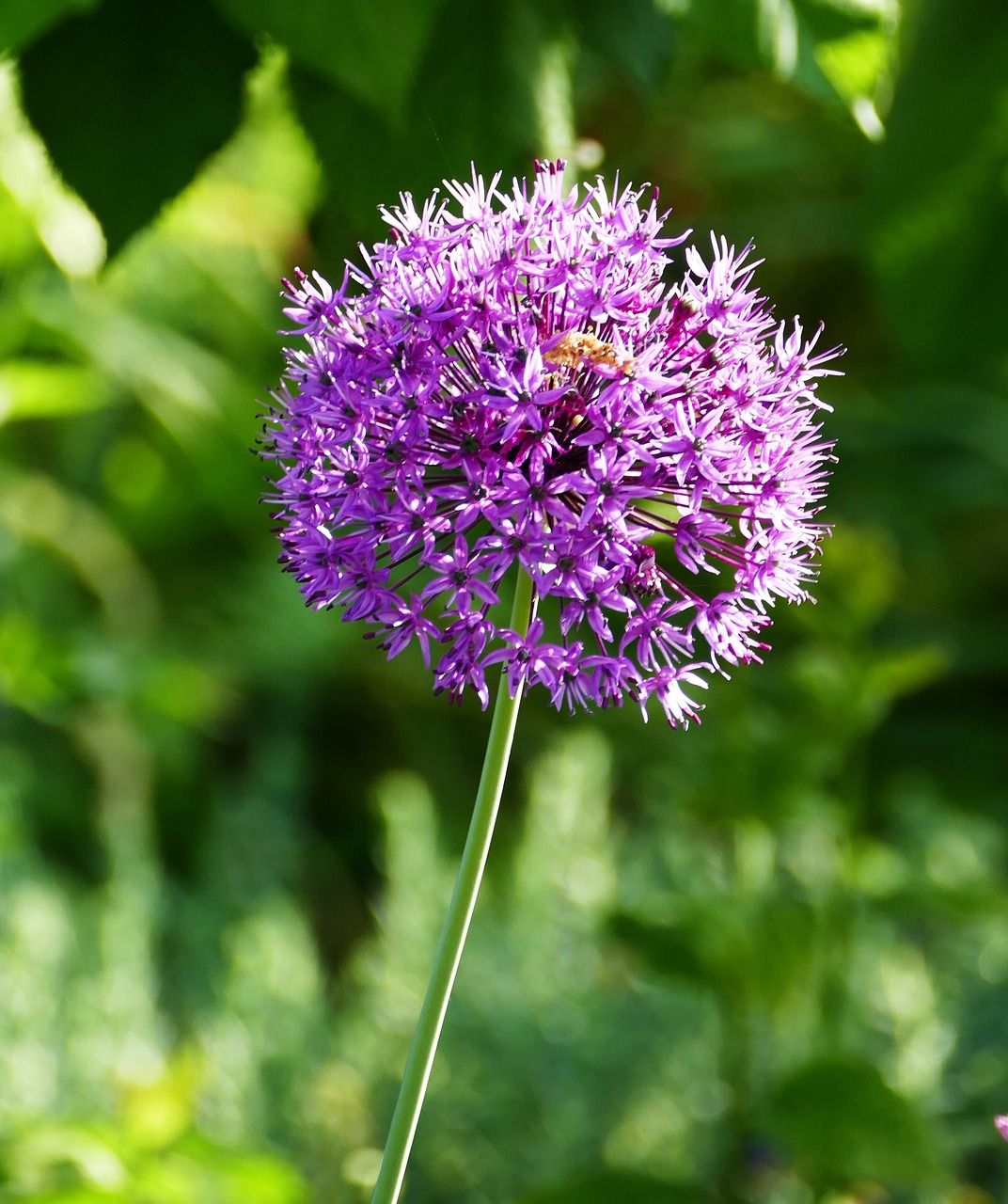 landscape  nature  flower free photo