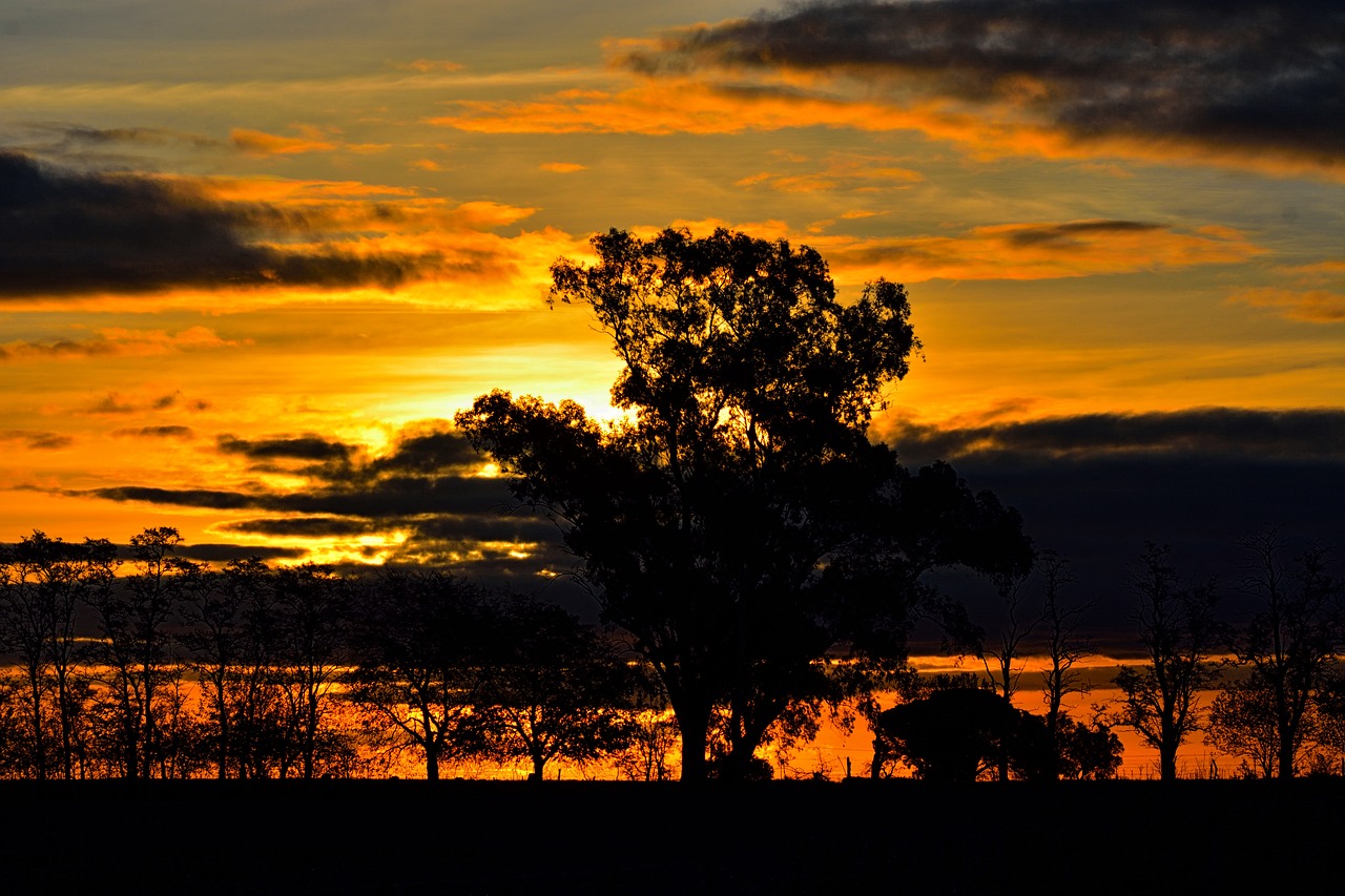 landscape  field  sunset free photo