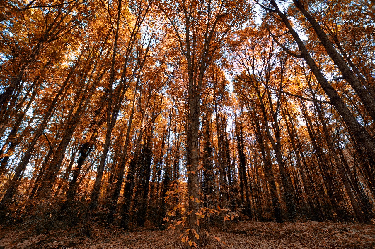 landscape  forest  trees free photo