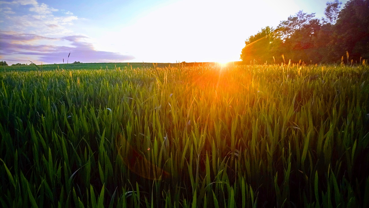 landscape  tree  spring free photo