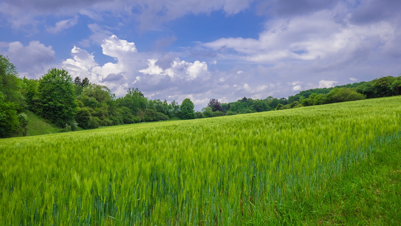 landscape  field  arable free photo