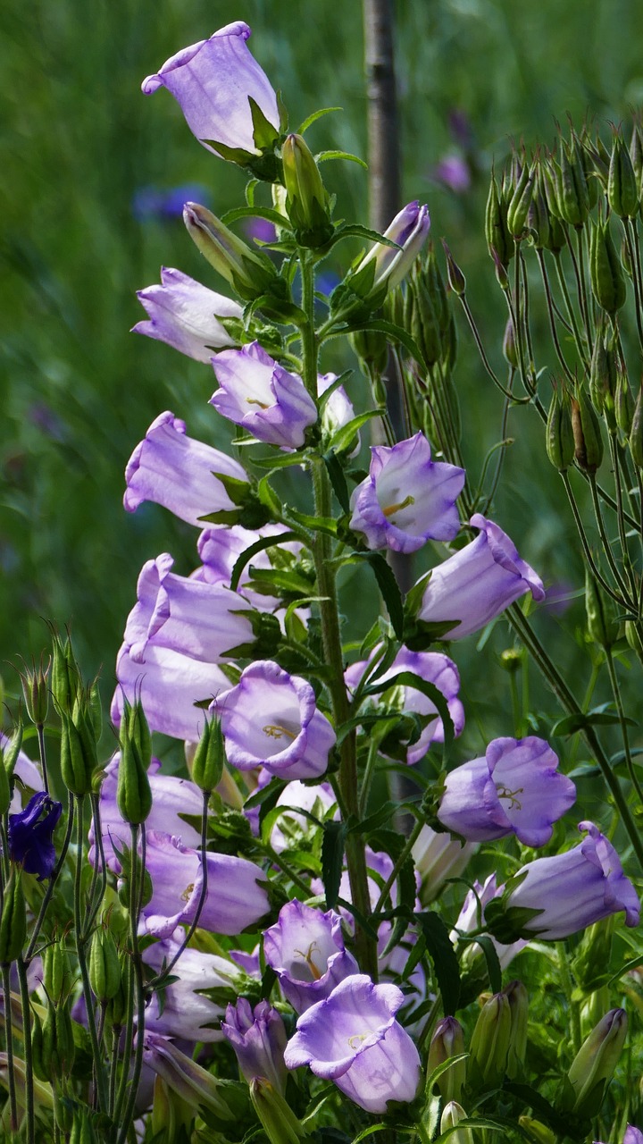 landscape  nature  garden free photo