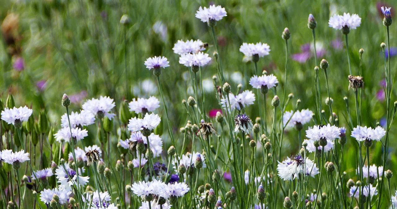 landscape  nature  meadow free photo