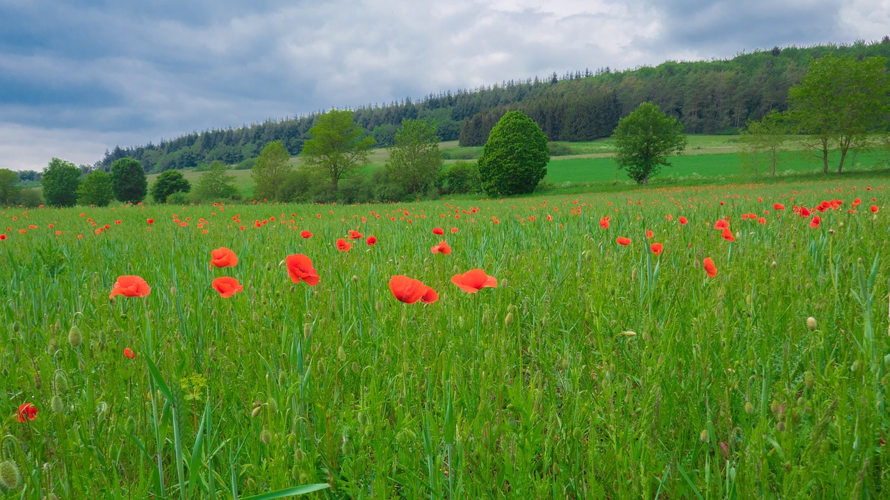 landscape  poppies  field free photo