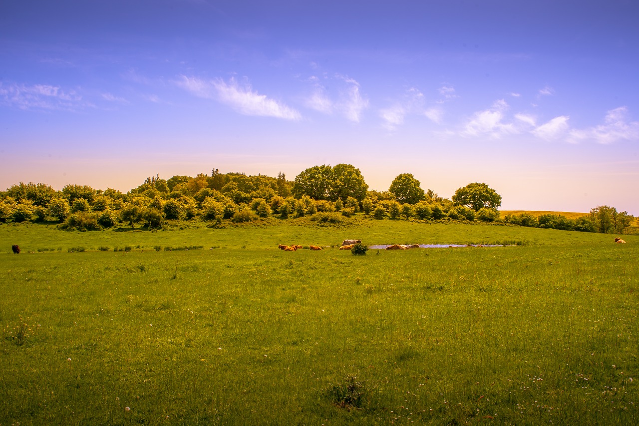 landscape  meadow  nature free photo