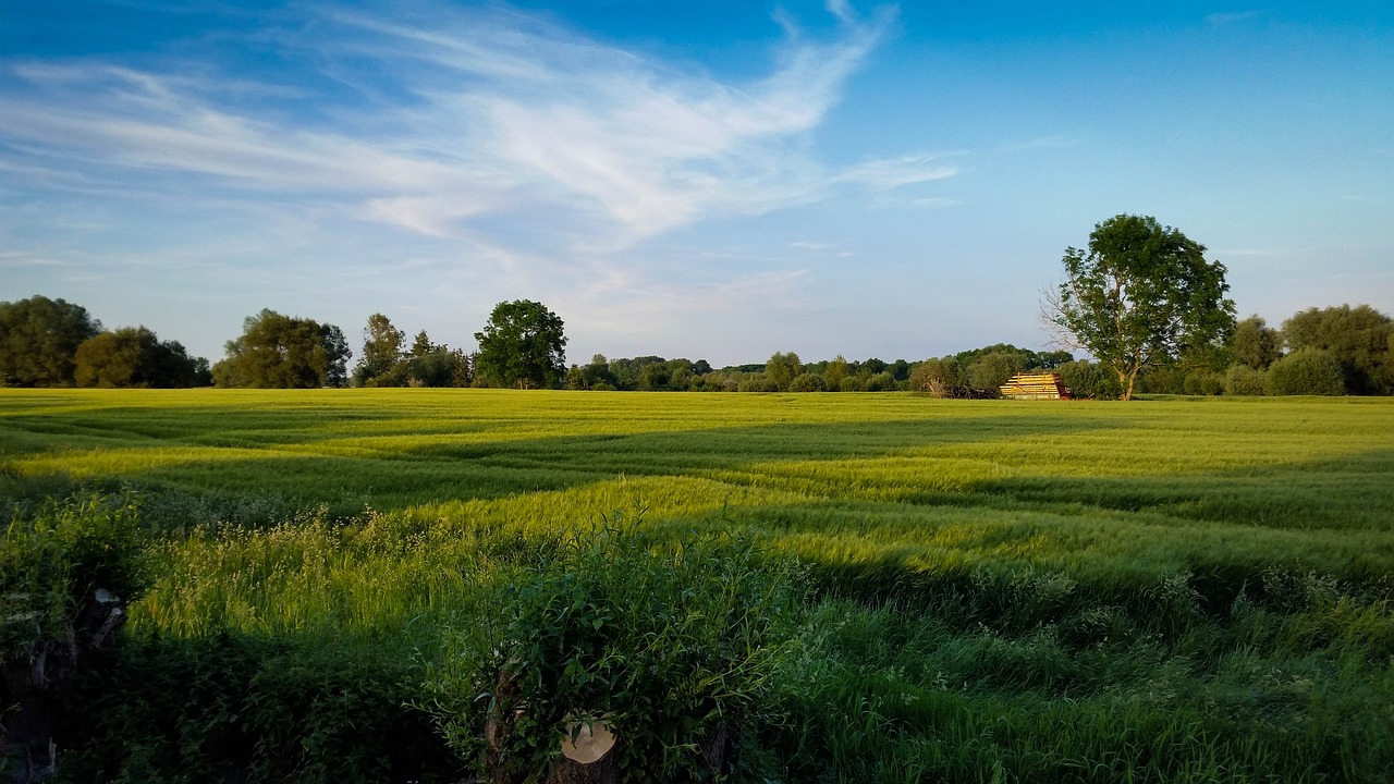 landscape  gremheim  tree free photo