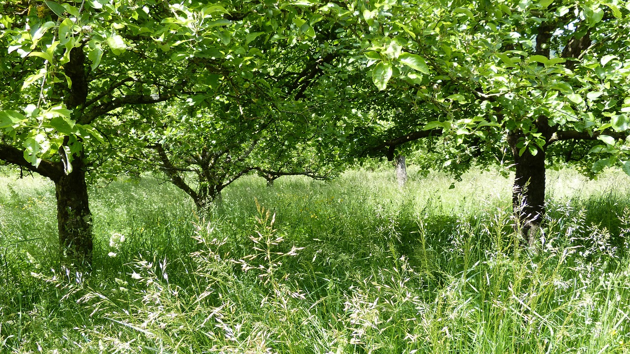 landscape meadow trees free photo