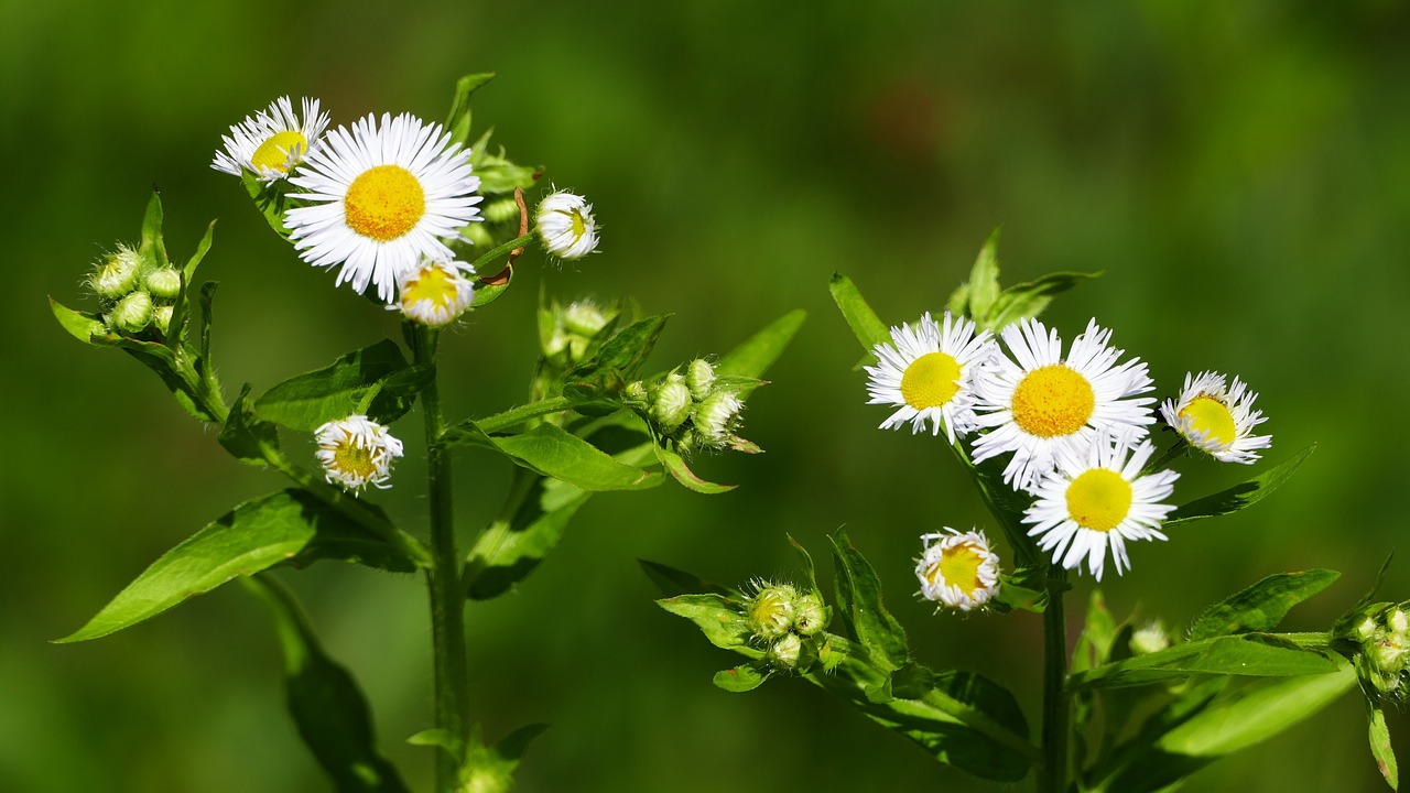 landscape  nature  meadow free photo