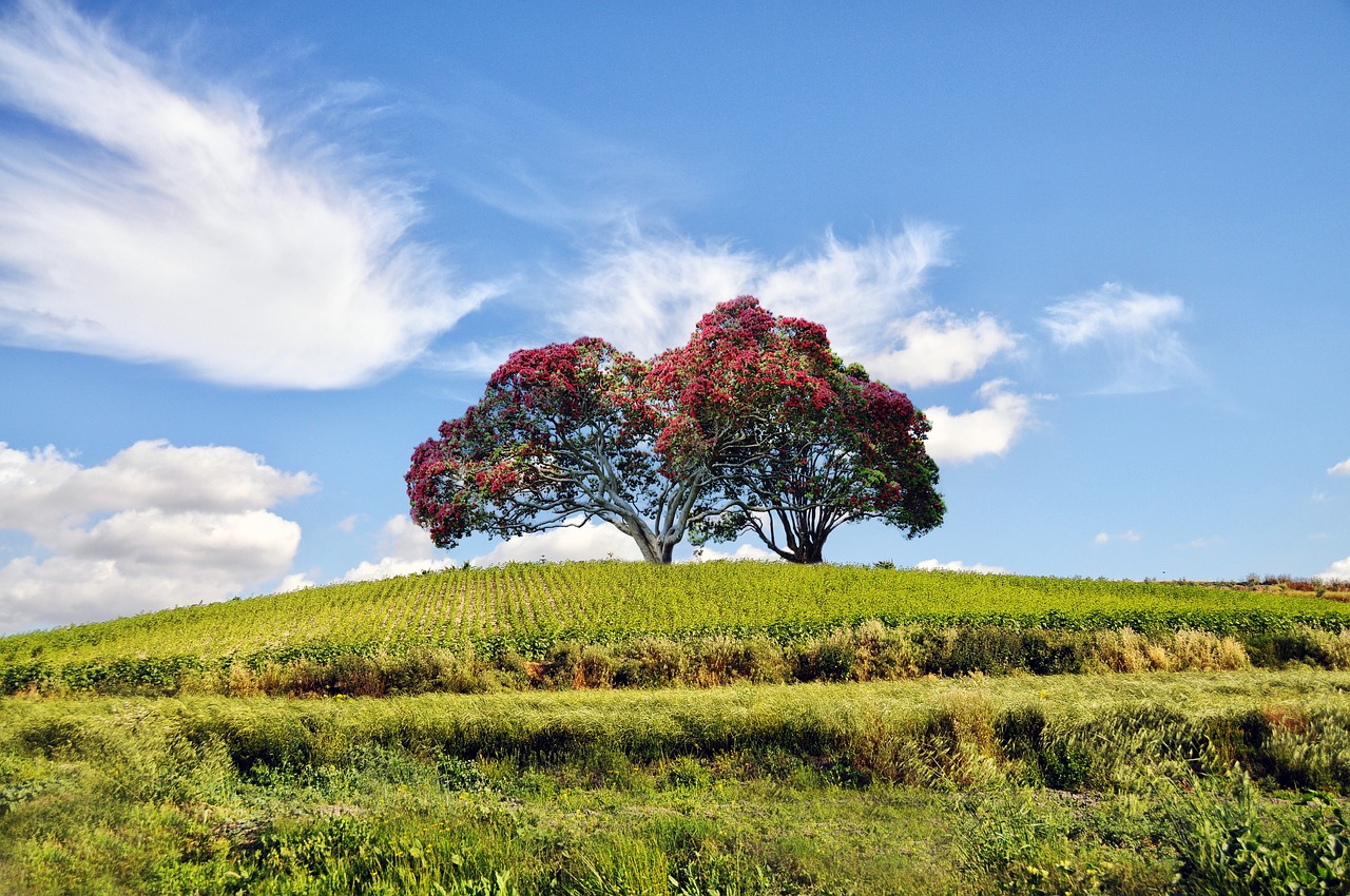 landscape  tree  green free photo