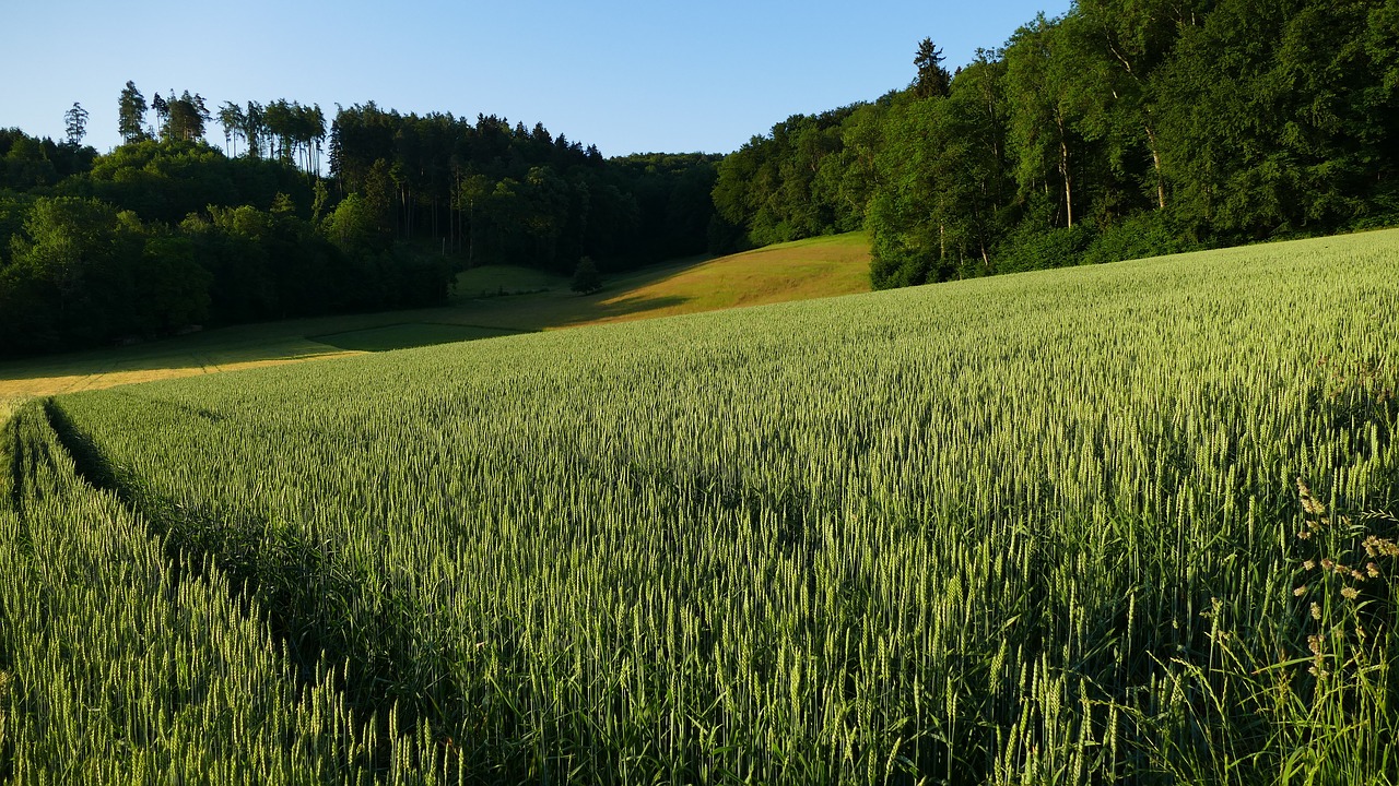 landscape  agriculture  nature free photo