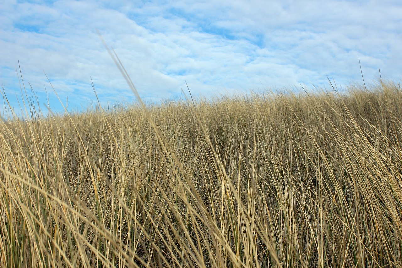 landscape  dune  north sea free photo