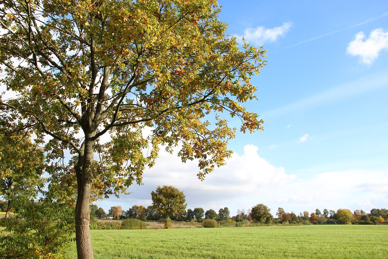 landscape  autumn  meadow free photo