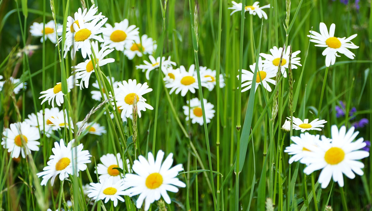 landscape  nature  daisies free photo