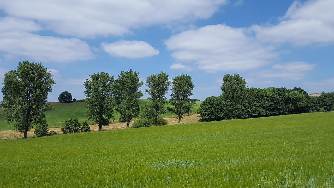 landscape  tree  field free photo