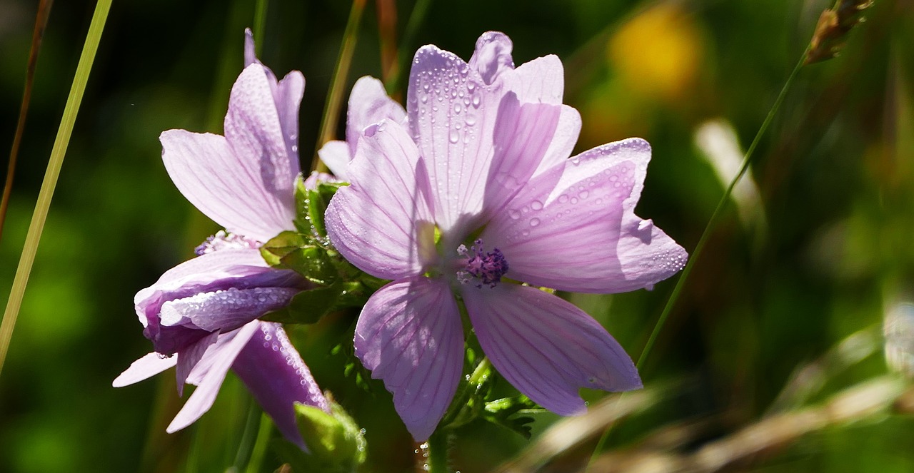 landscape  nature  flower free photo