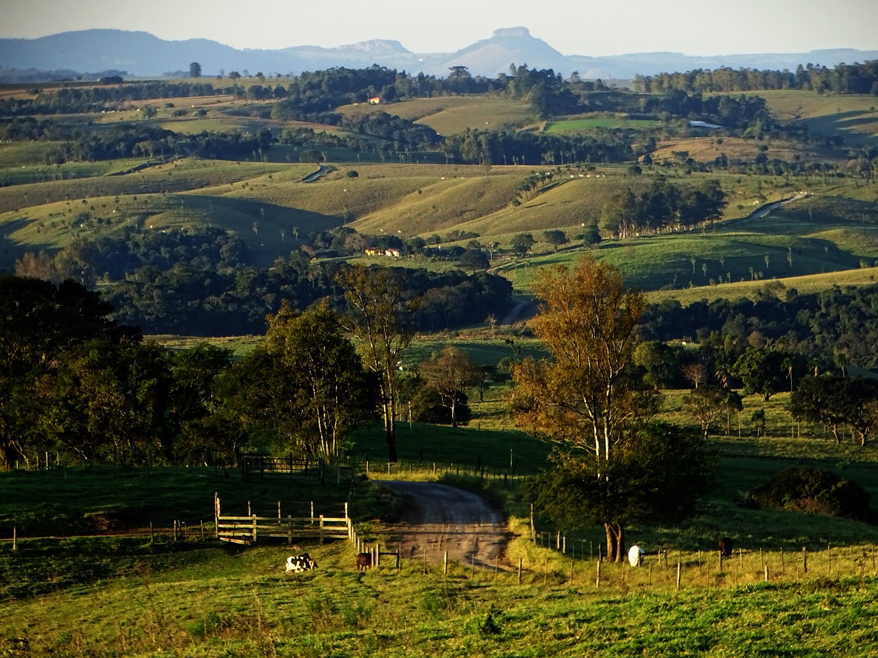 landscape  field  nature free photo