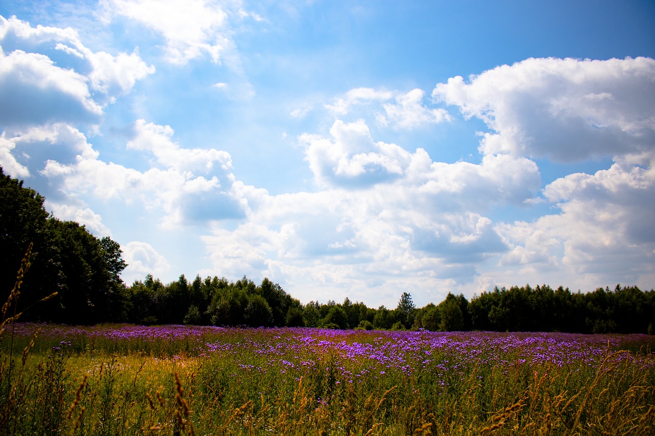 landscape  sun  sky free photo