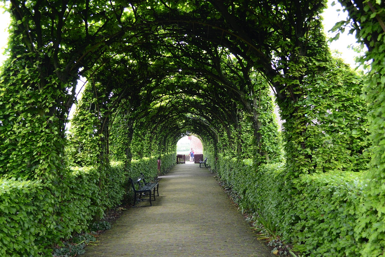 landscape  path  leaves free photo