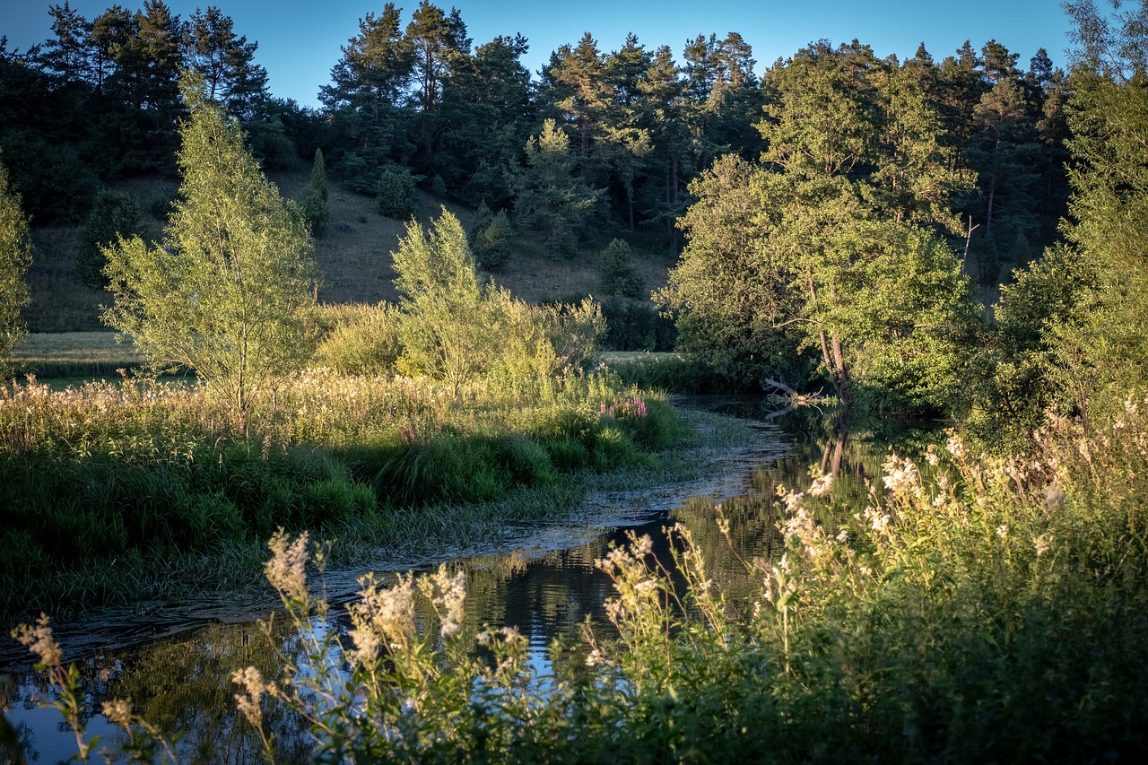 landscape  grasses  river free photo