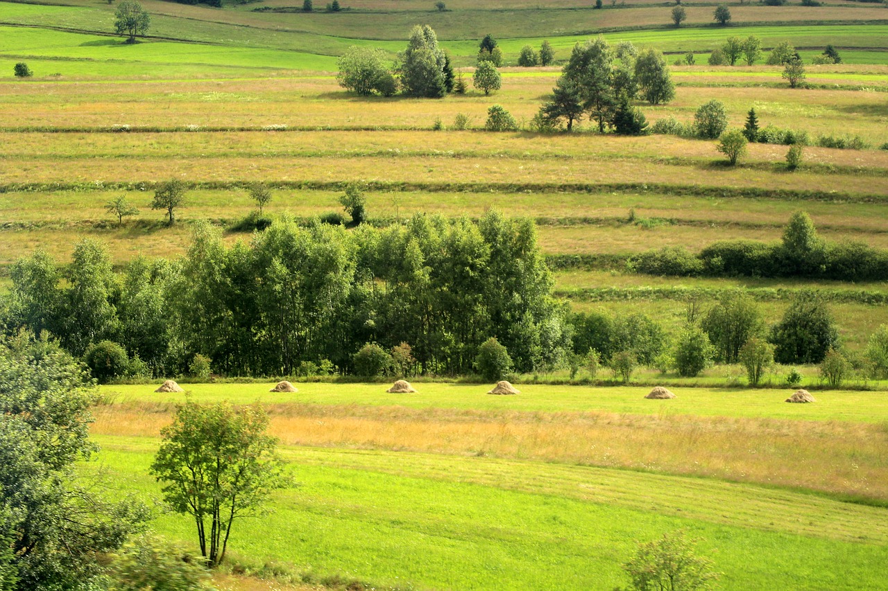 landscape  fields  figure free photo