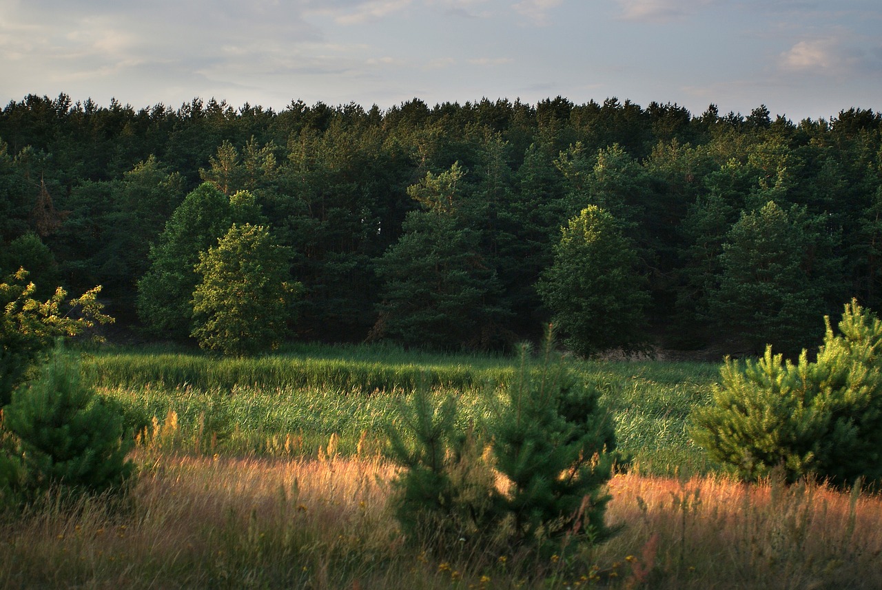 landscape  grass  figure free photo