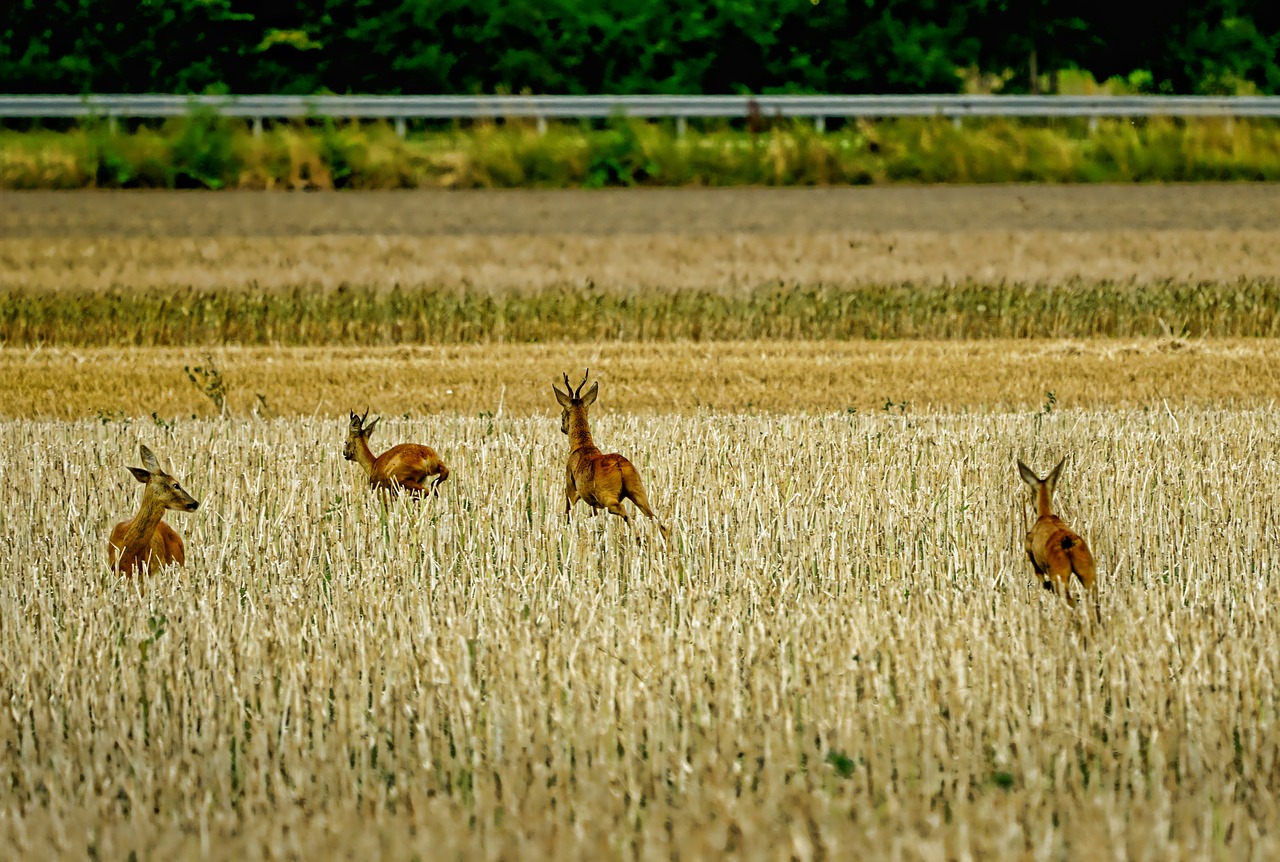 landscape  animals  mammals free photo