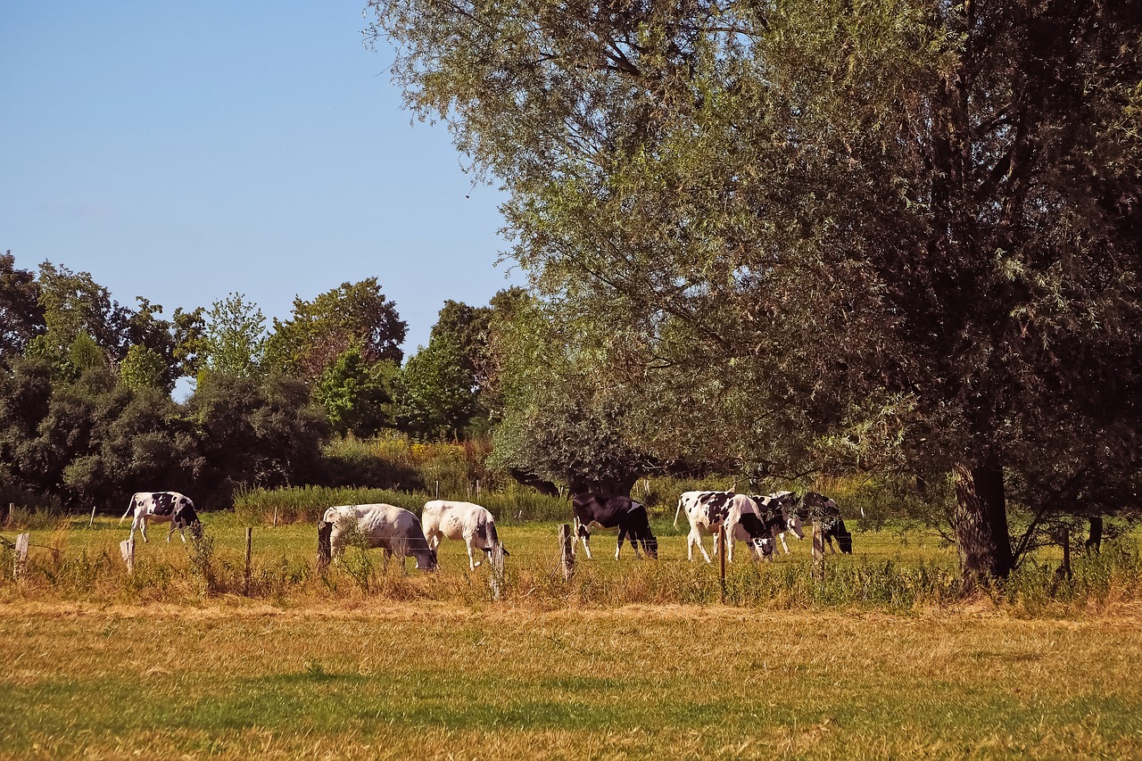 landscape  cows  cattle free photo