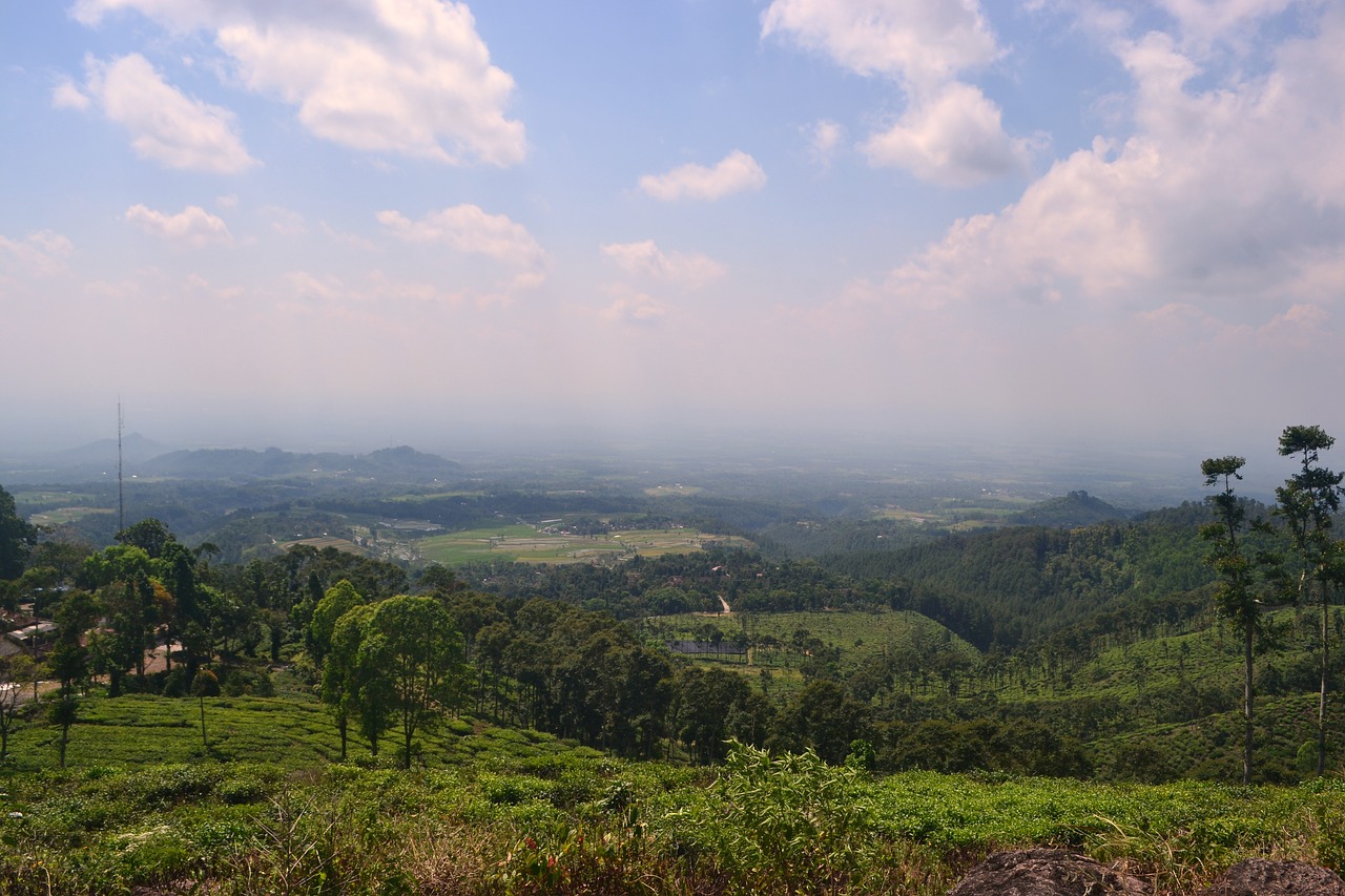 landscape  tea gardens  nat free photo