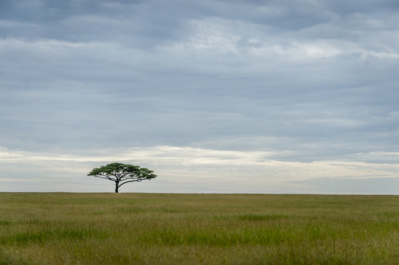 landscape  africa  nature free photo