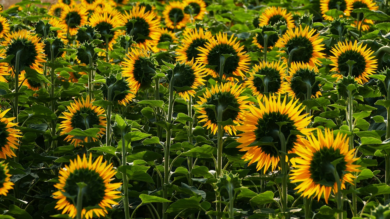 landscape  nature  field free photo