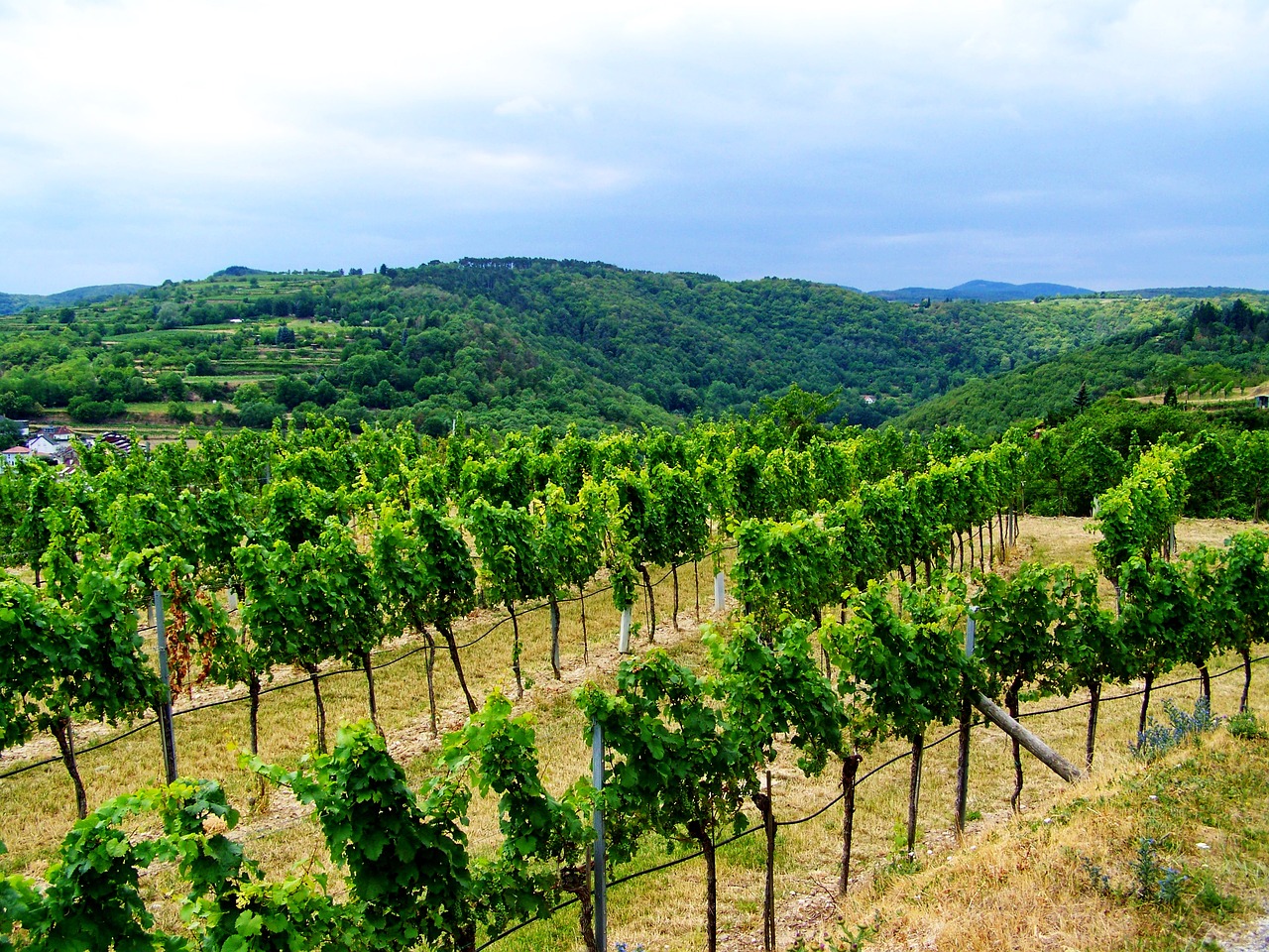 landscape  vineyard  wine region free photo