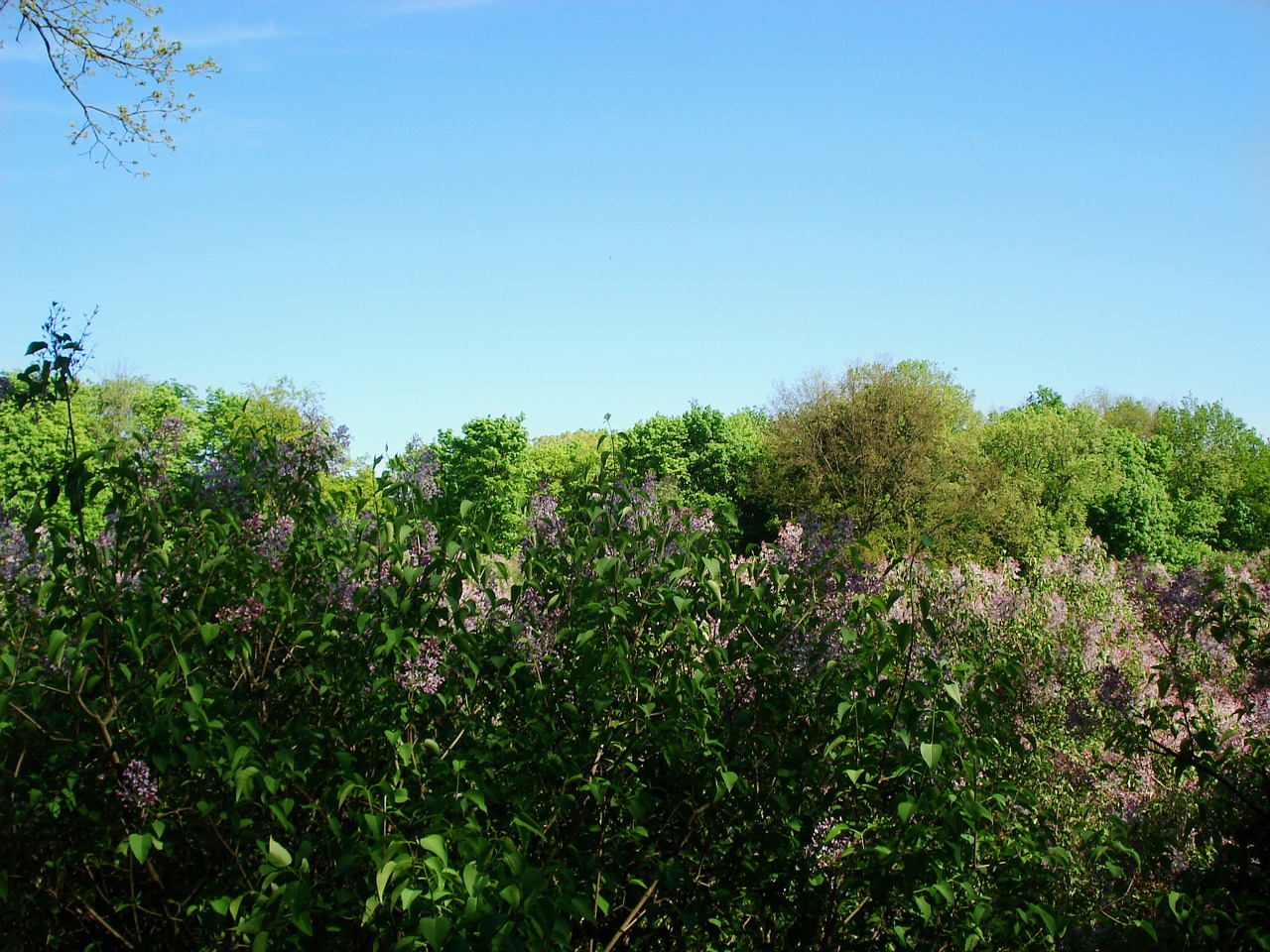 landscape nature bloom free photo