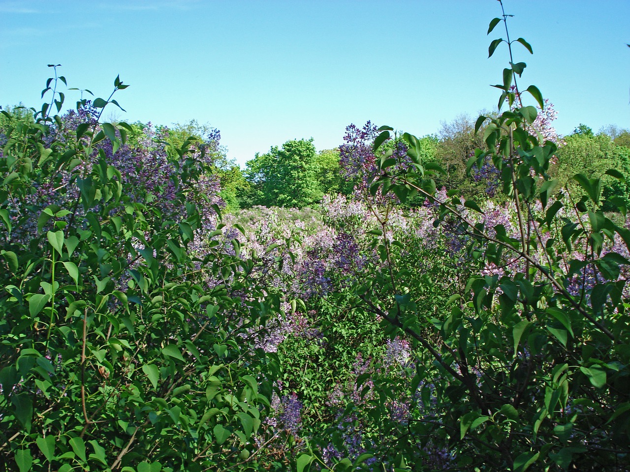 landscape nature bloom free photo