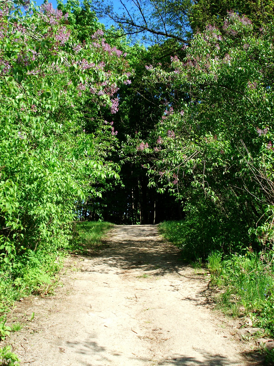 landscape nature bloom free photo