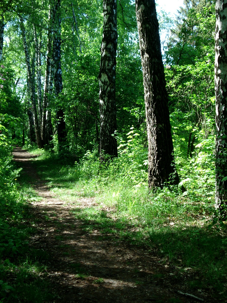 Landscape,nature,footpath,walkway,forest path - free image from needpix.com
