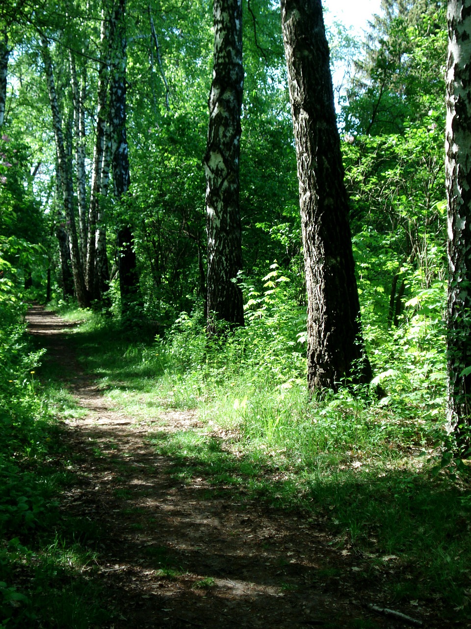 landscape nature footpath free photo