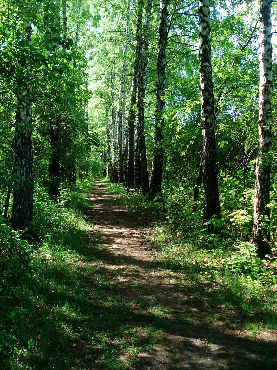 Landscape,nature,footpath,walkway,forest path - free image from needpix.com