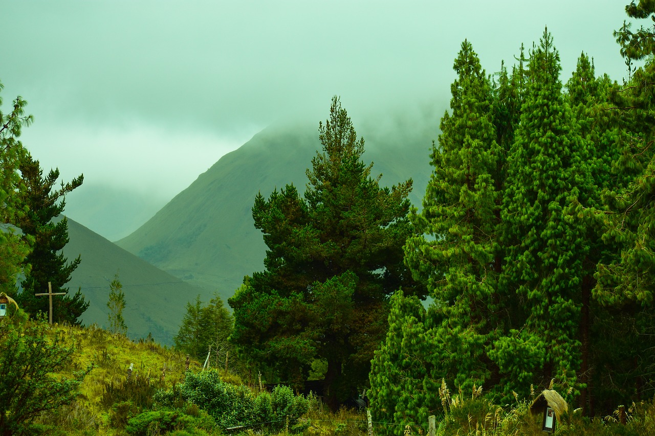 landscape  forest  trees free photo