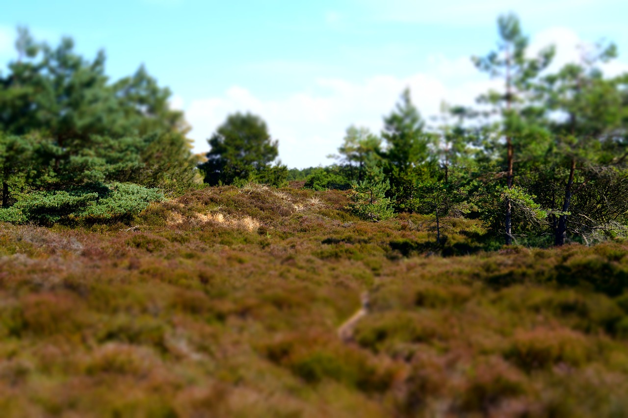 landscape  heide  pine free photo