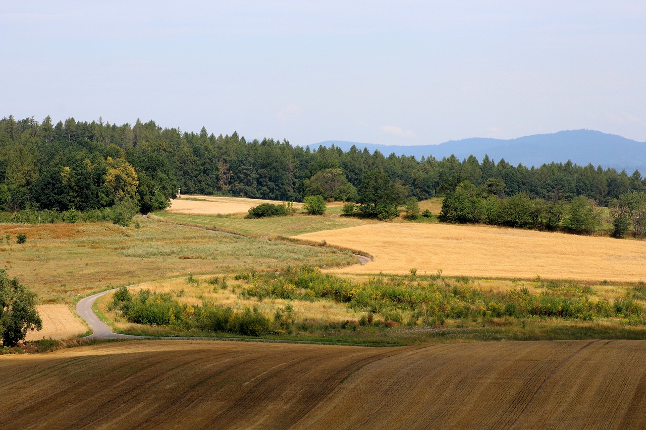 landscape  fields  summer free photo